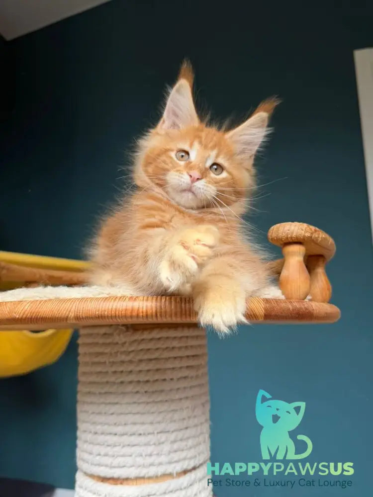 Romeo Maine Coon male red tabby - live animals