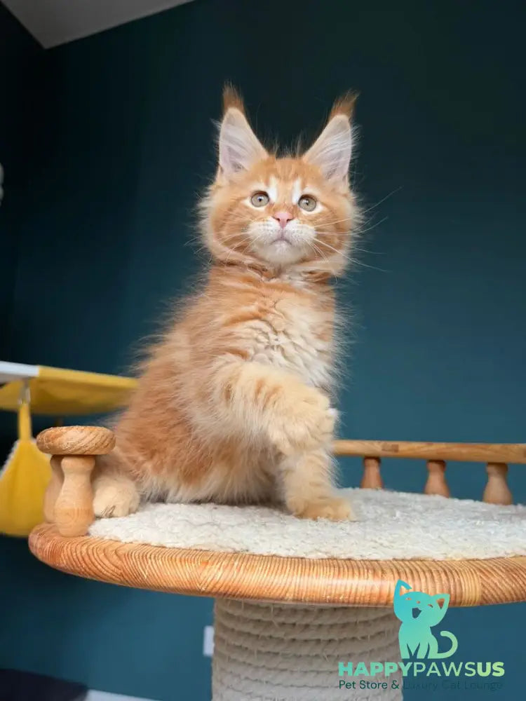 Romeo Maine Coon male red tabby - live animals