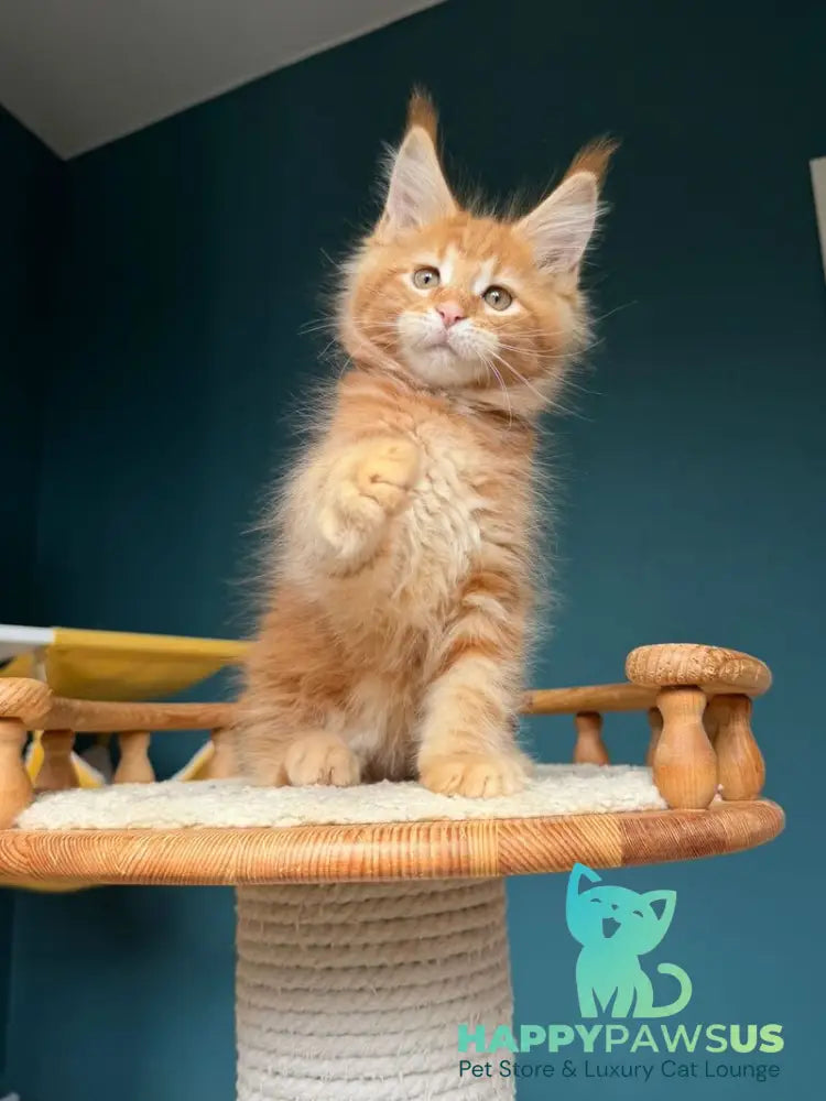 Romeo Maine Coon male red tabby - live animals