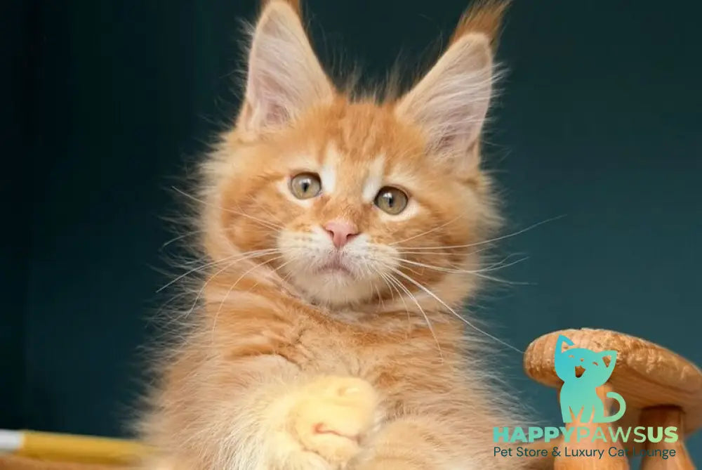 Romeo Maine Coon male red tabby - live animals