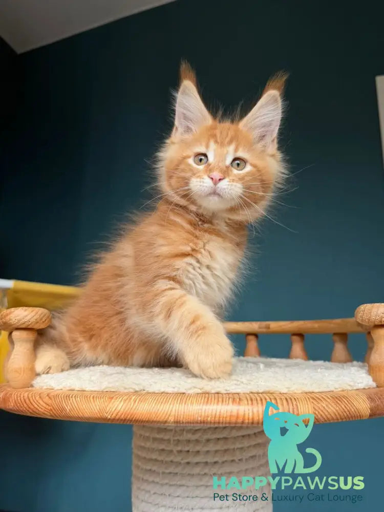 Romeo Maine Coon male red tabby - live animals