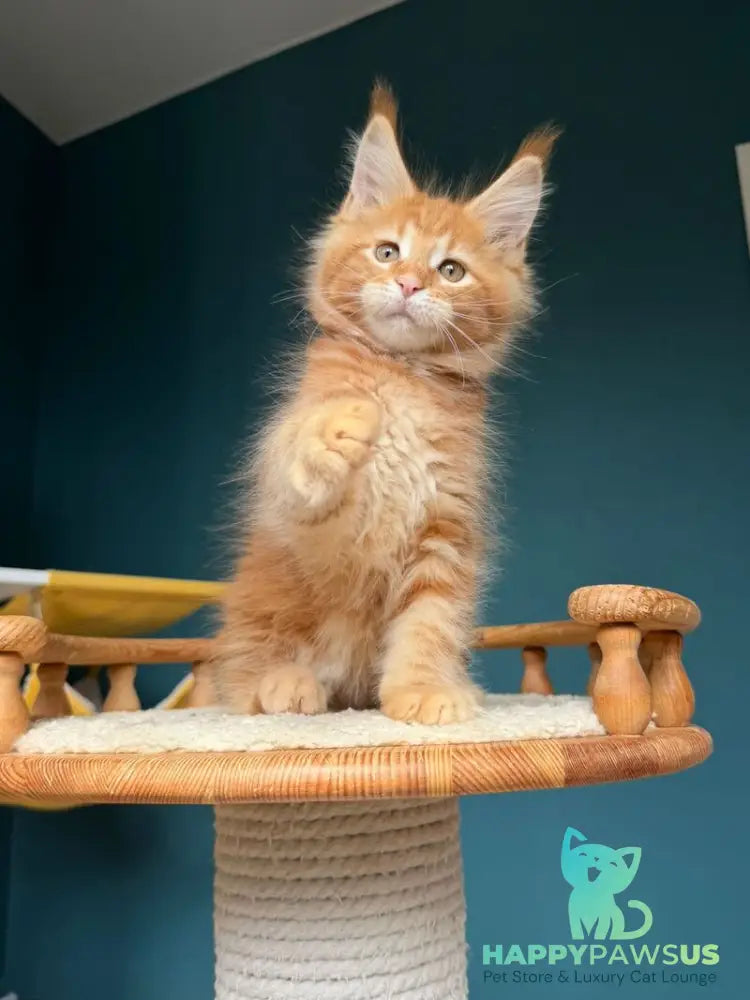 Romeo Maine Coon male red tabby - live animals