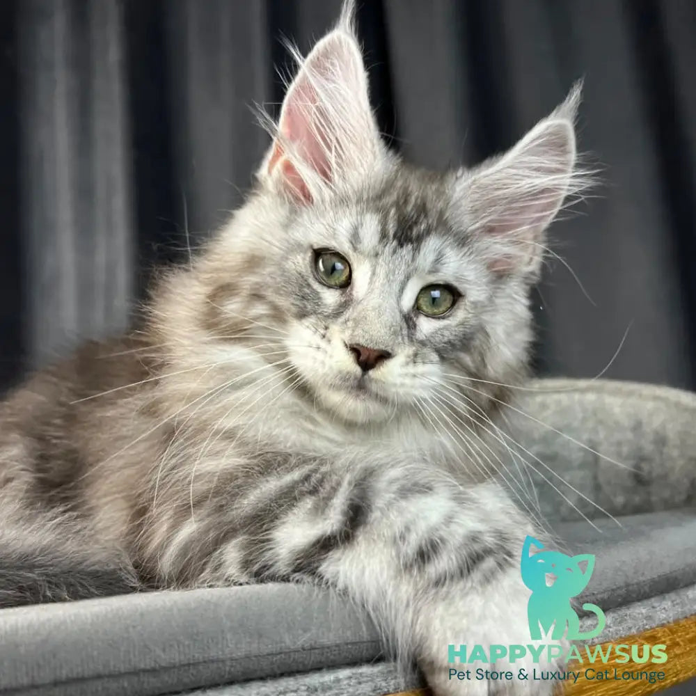 Romeo Maine Coon polydactyl 6x6x6x6 male black silver tabby - live animals