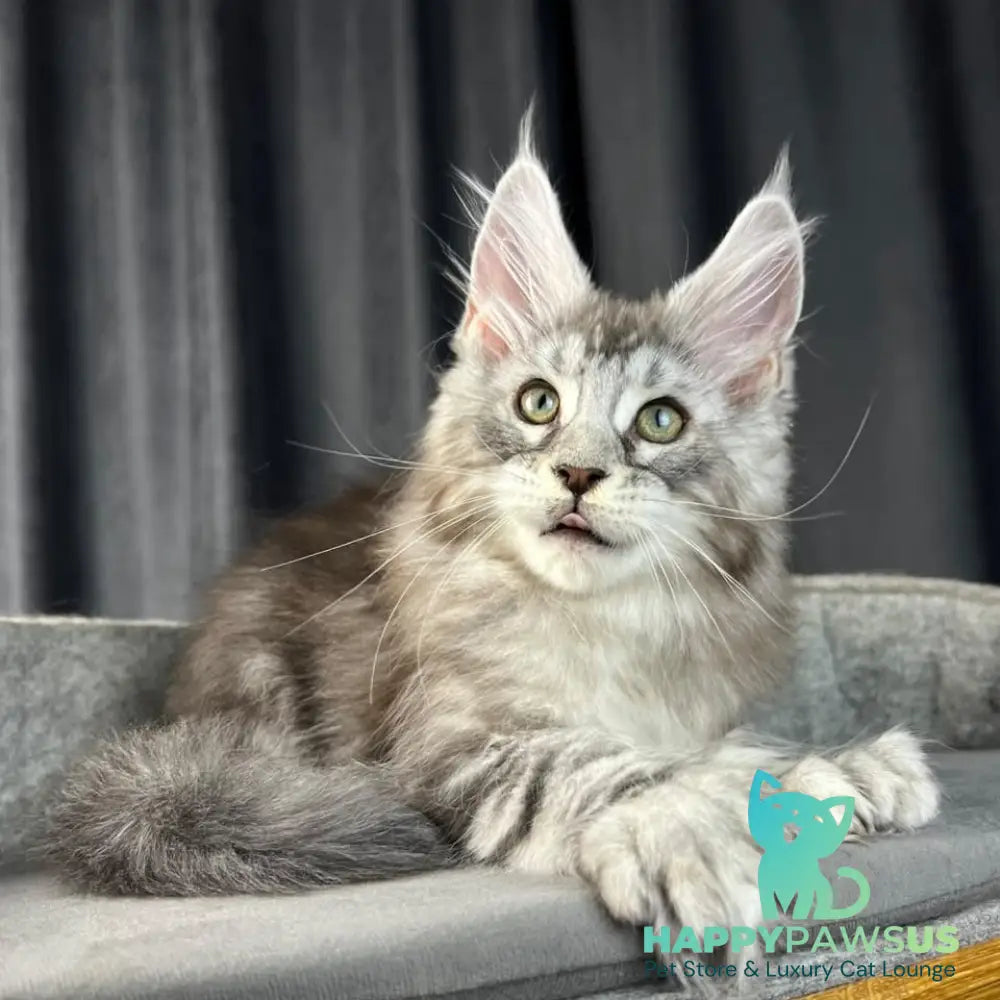 Romeo Maine Coon polydactyl 6x6x6x6 male black silver tabby - live animals