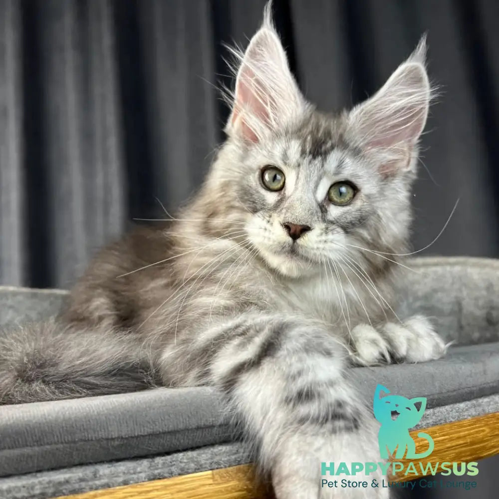 Romeo Maine Coon polydactyl 6x6x6x6 male black silver tabby - live animals