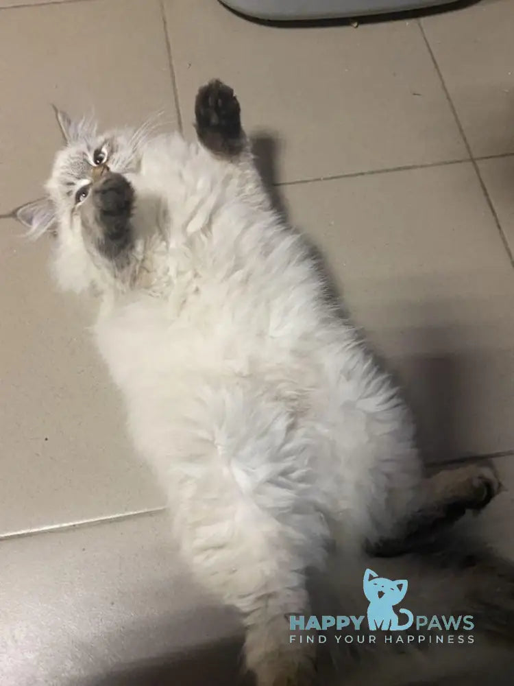 Romeo Neva Masquerade male blue pointed live animals