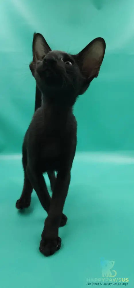 Romeo Oriental Shorthair male black - live animals