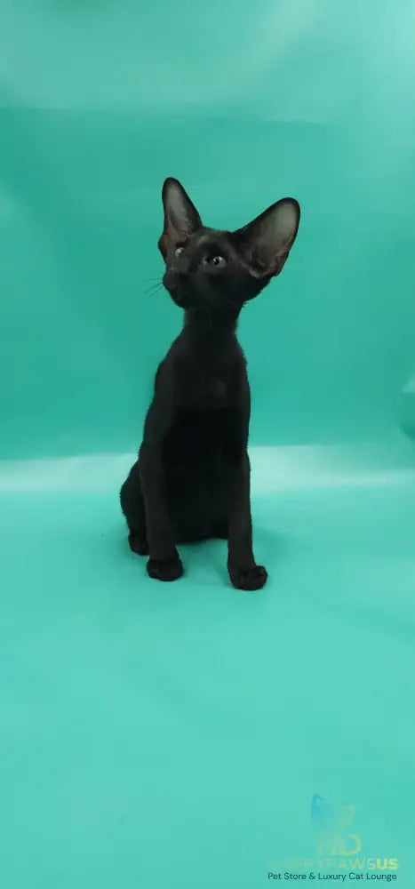 Romeo Oriental Shorthair male black - live animals