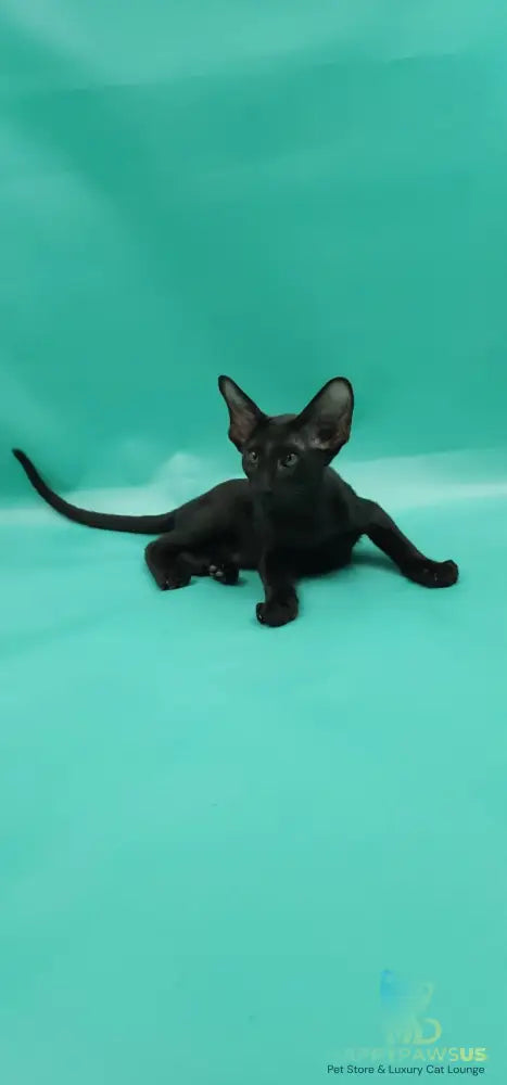 Romeo Oriental Shorthair male black - live animals