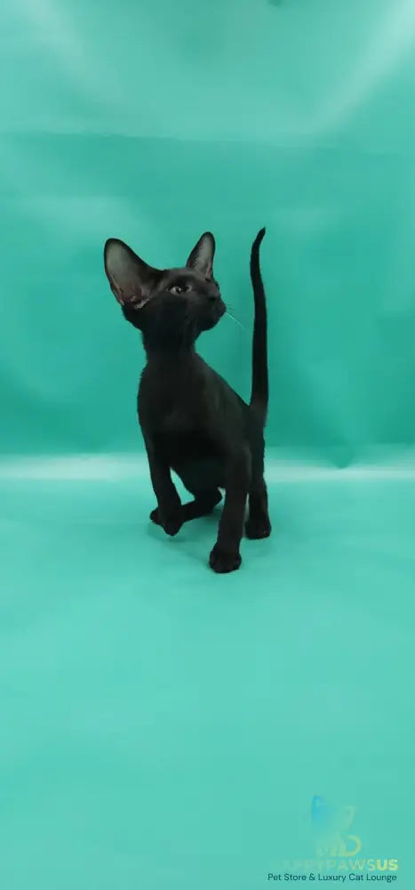 Romeo Oriental Shorthair male black - live animals