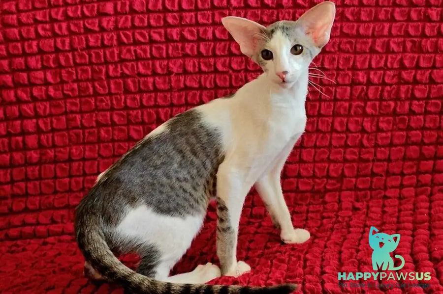 Romeo Oriental Shorthair male blue bicolour spotted tabby - live animals
