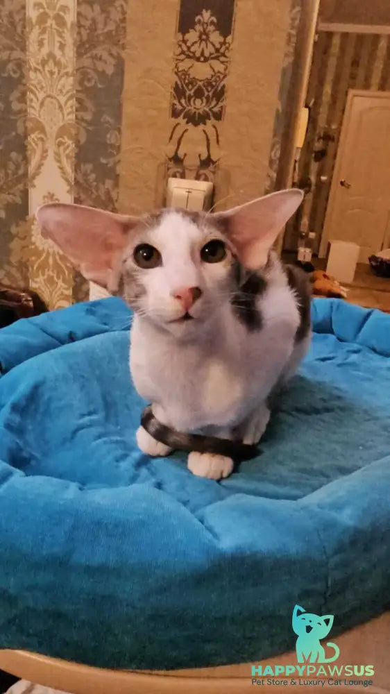 Romeo Oriental Shorthair male blue bicolour spotted tabby - live animals