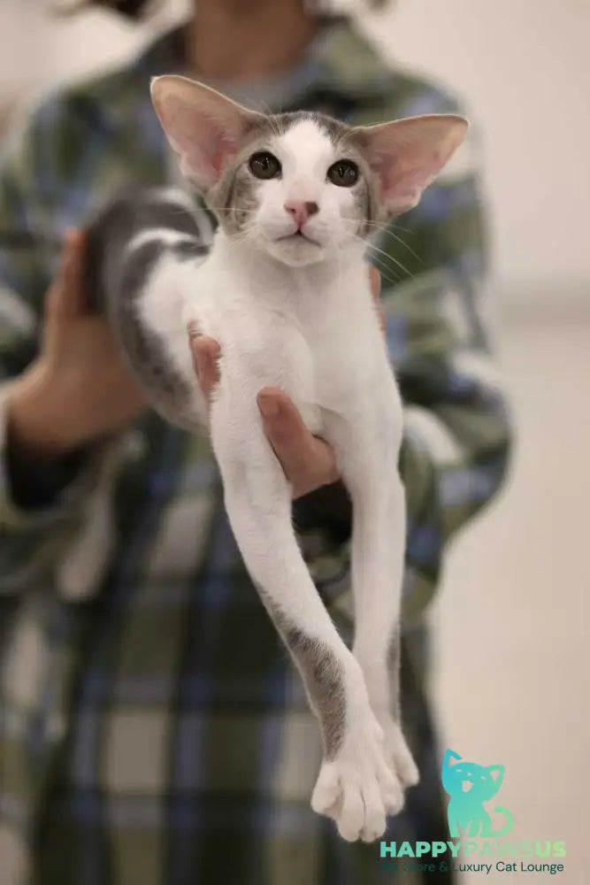 Romeo Oriental Shorthair male blue bicolour spotted tabby - live animals