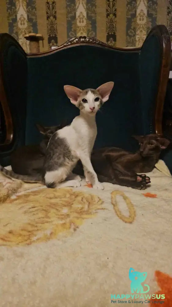 Romeo Oriental Shorthair male blue bicolour spotted tabby - live animals