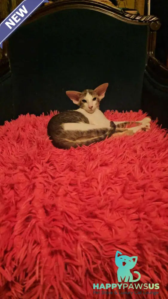 Romeo Oriental Shorthair male blue bicolour spotted tabby - live animals