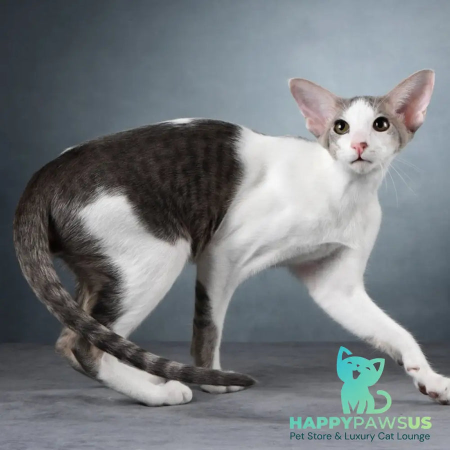 Romeo Oriental Shorthair male blue bicolour spotted tabby - live animals