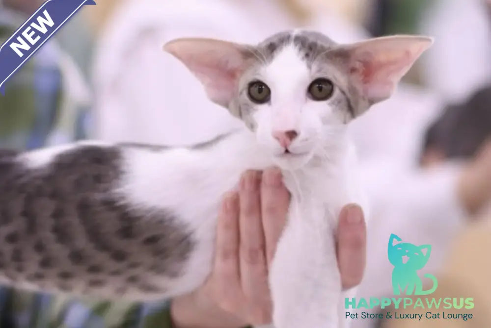 Romeo Oriental Shorthair male blue bicolour spotted tabby - live animals