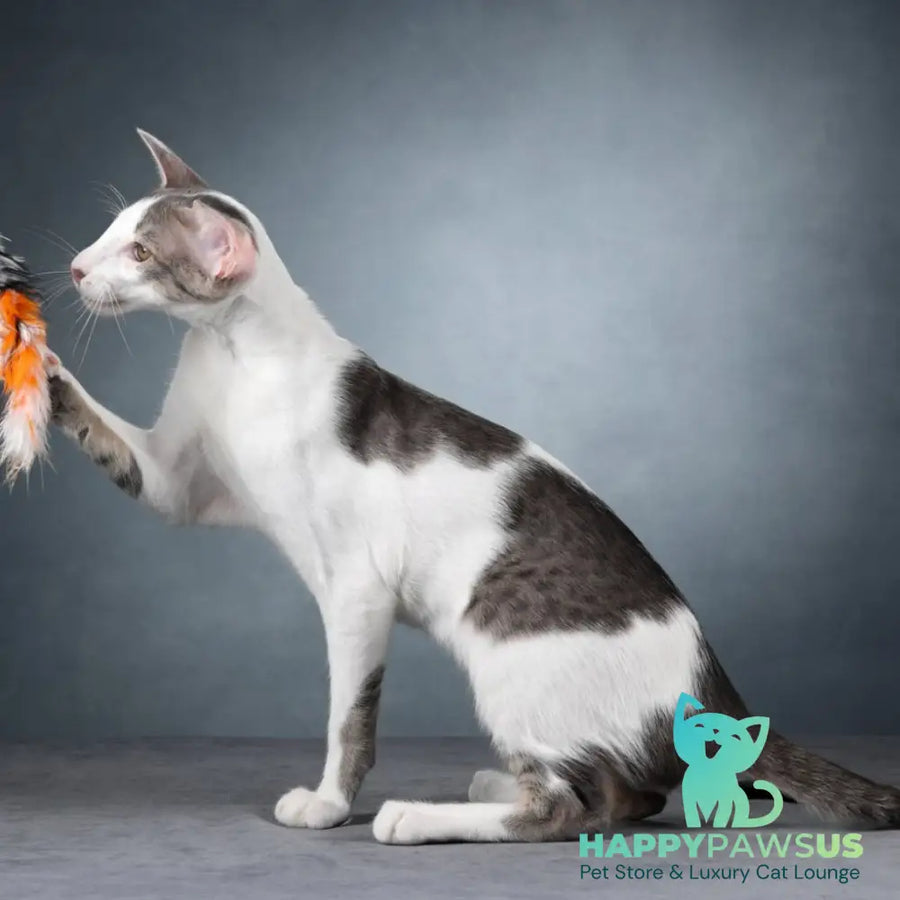 Romeo Oriental Shorthair male blue bicolour spotted tabby - live animals