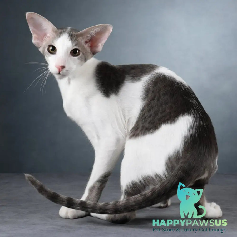 Romeo Oriental Shorthair male blue bicolour spotted tabby - live animals