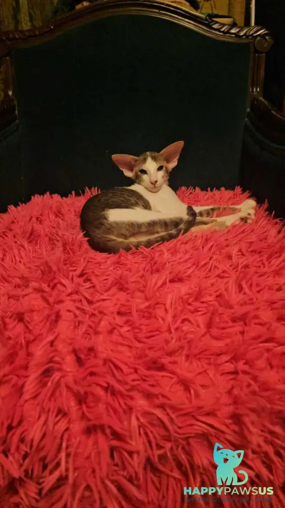 Romeo Oriental Shorthair male blue bicolour spotted tabby - live animals