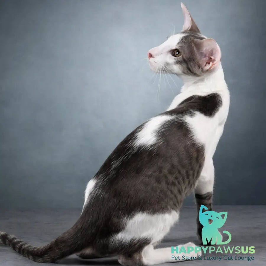 Romeo Oriental Shorthair male blue bicolour spotted tabby - live animals