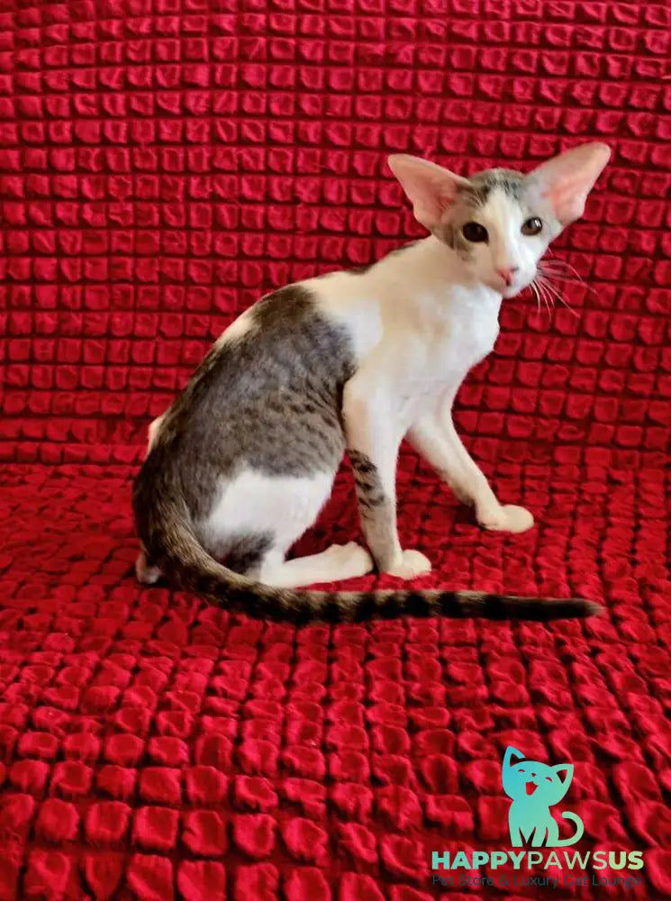 Romeo Oriental Shorthair male blue bicolour spotted tabby - live animals