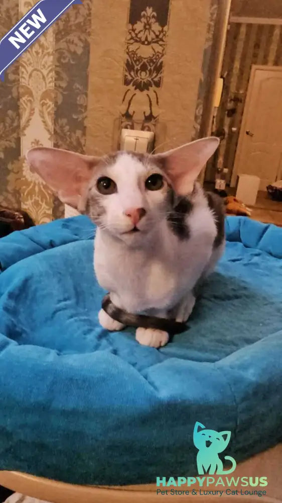 Romeo Oriental Shorthair male blue bicolour spotted tabby - live animals