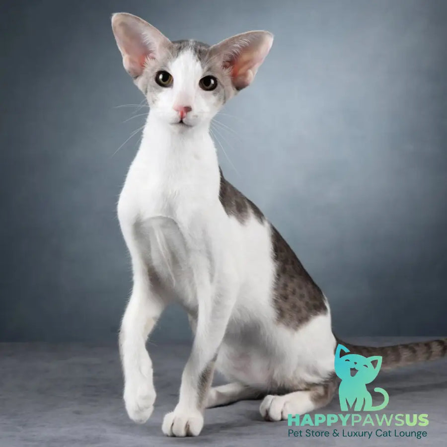 Romeo Oriental Shorthair male blue bicolour spotted tabby - live animals