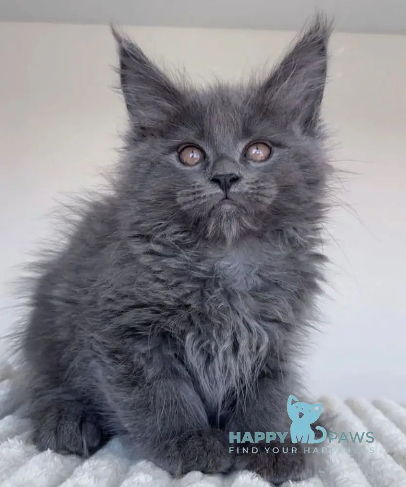Romi Maine Coon female blue live animals