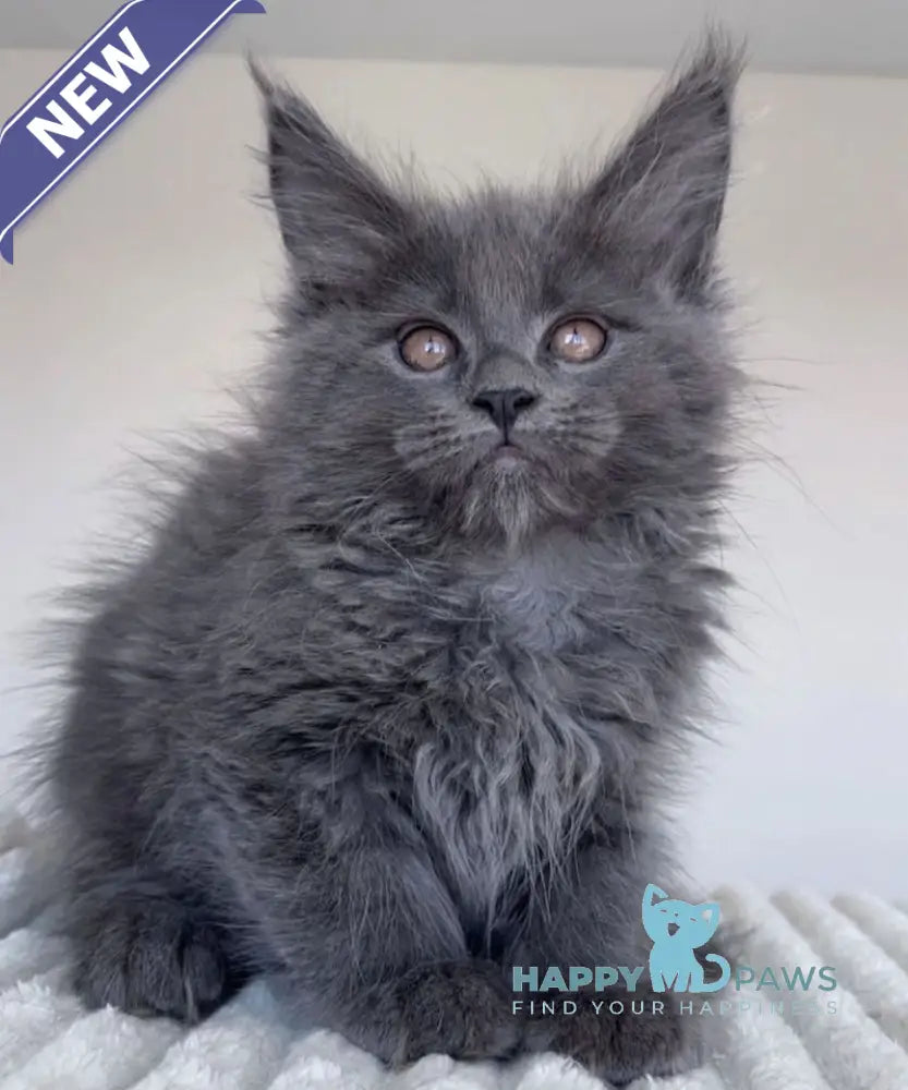 Romi Maine Coon female blue live animals