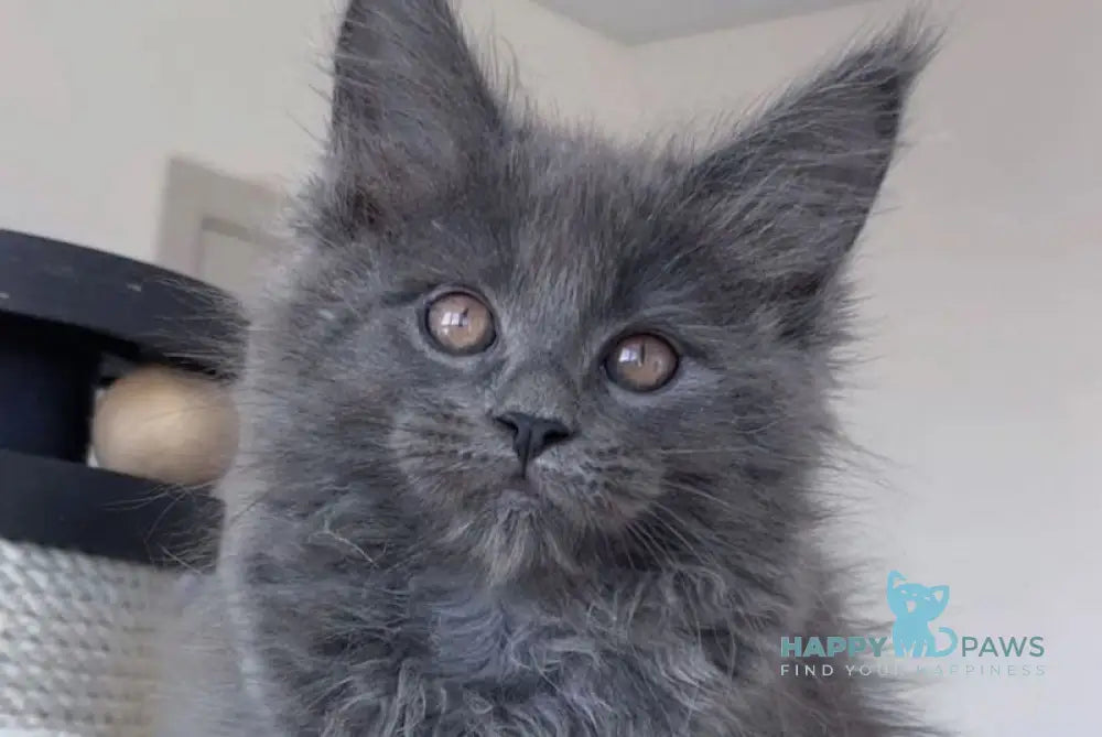 Romi Maine Coon female blue live animals