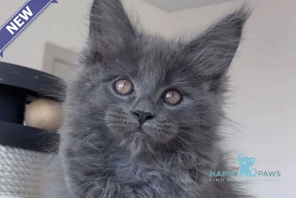 Romi Maine Coon female blue live animals
