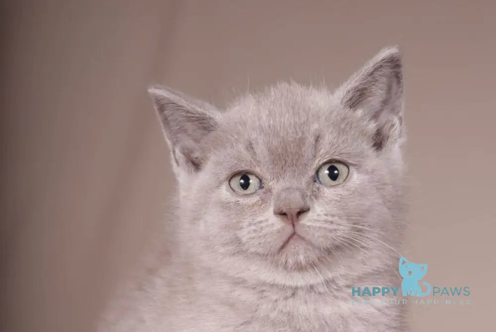 Romka Scottish Straight male lilac live animals