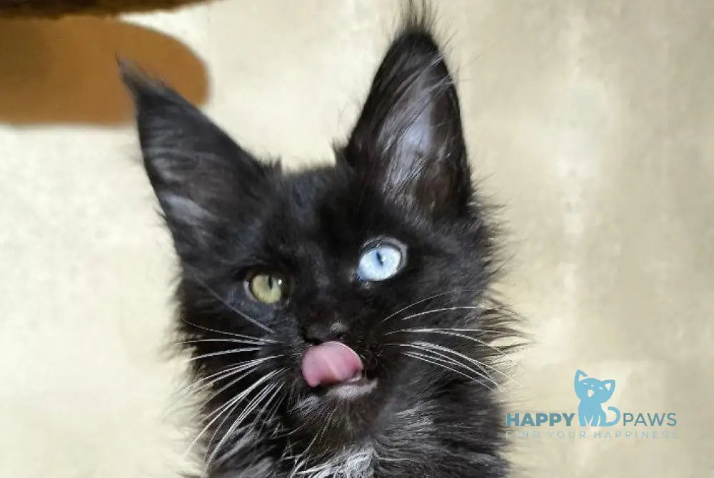 Rona Maine Coon female black with white live animals