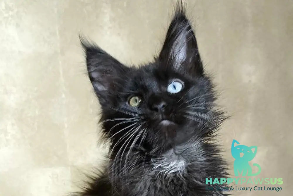 Rona Maine Coon female black with white live animals