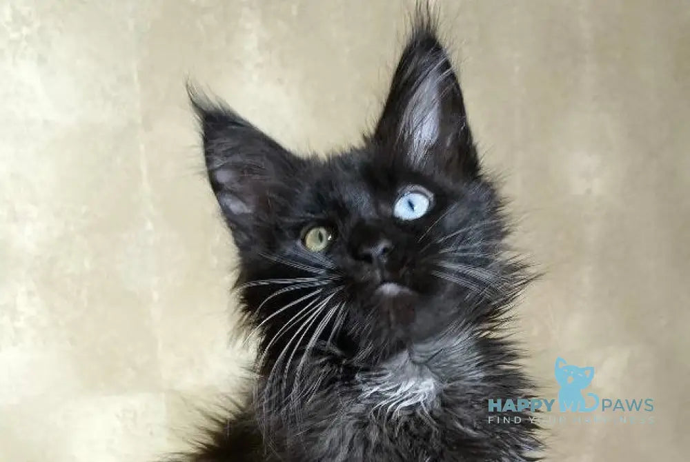 Rona Maine Coon female black with white live animals
