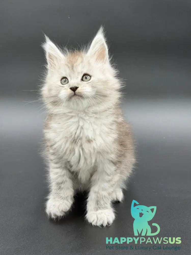 Ronald Maine Coon polydactyl male black silver spotted tabby - live animals