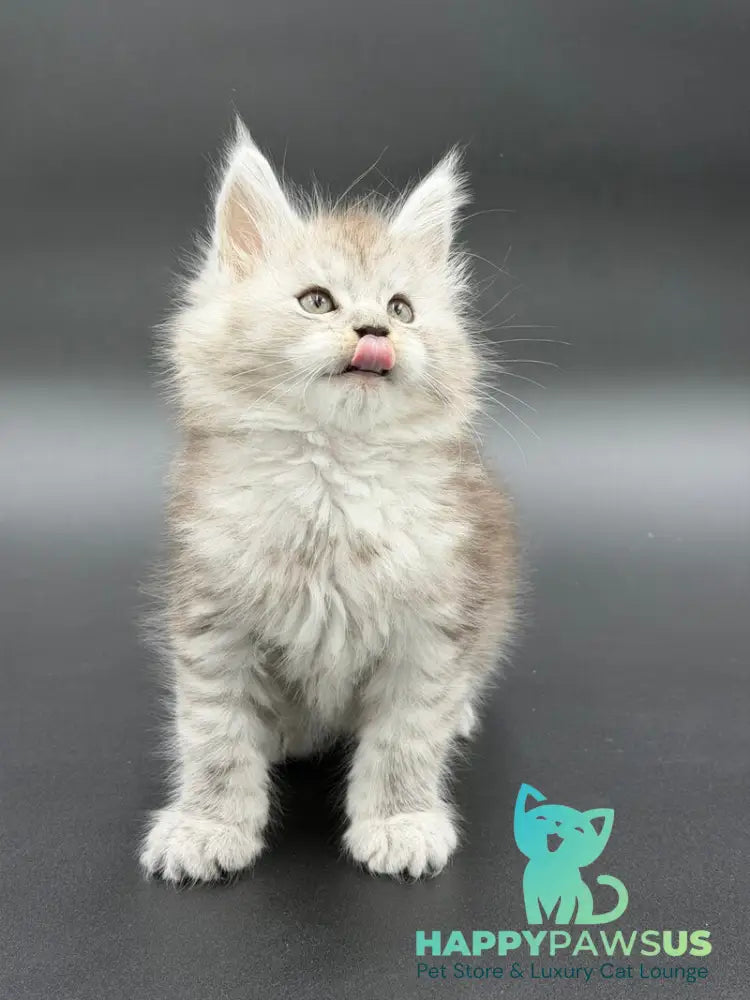 Ronald Maine Coon polydactyl male black silver spotted tabby - live animals