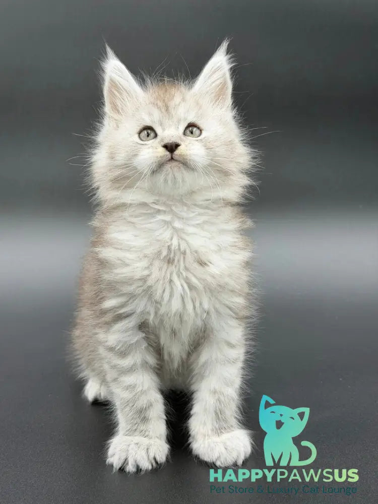 Ronald Maine Coon polydactyl male black silver spotted tabby - live animals