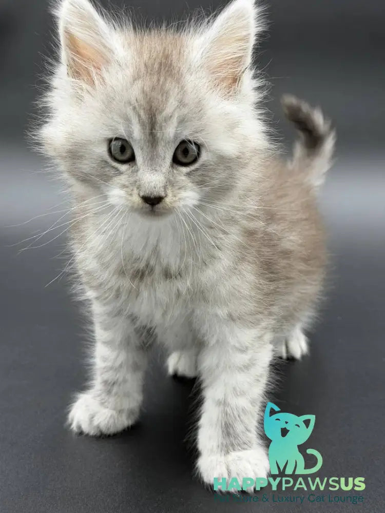 Ronald Maine Coon polydactyl male black silver spotted tabby - live animals
