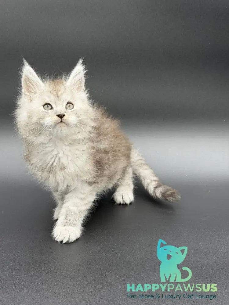 Ronald Maine Coon polydactyl male black silver spotted tabby - live animals