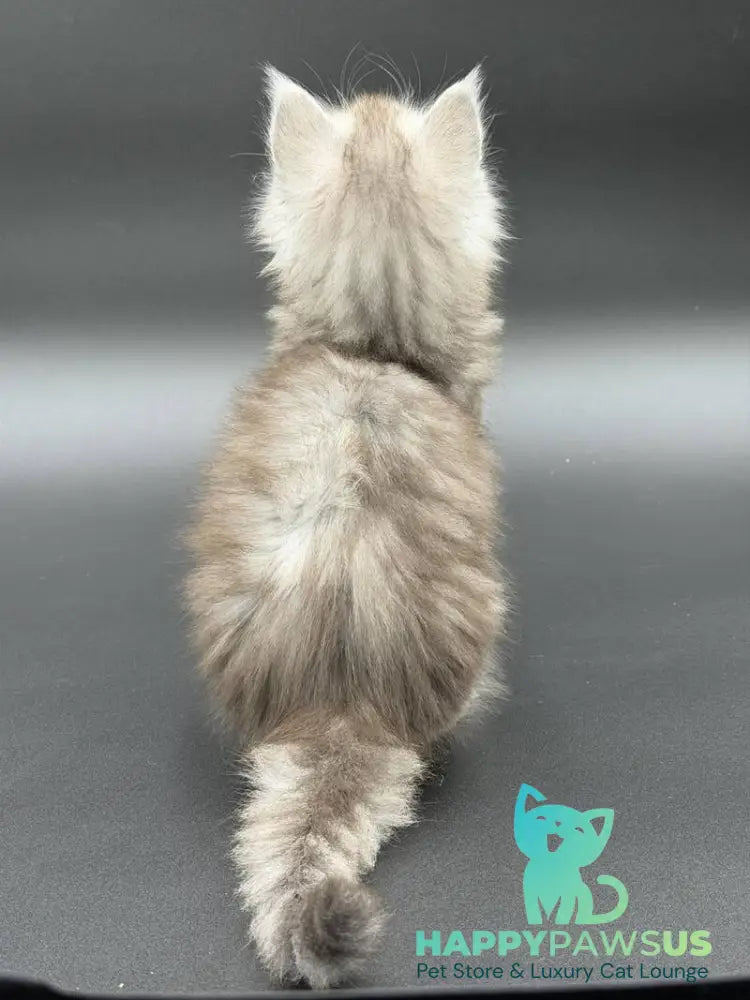 Ronald Maine Coon polydactyl male black silver spotted tabby - live animals