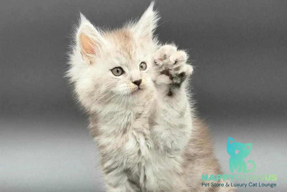 Ronald Maine Coon polydactyl male black silver spotted tabby - live animals