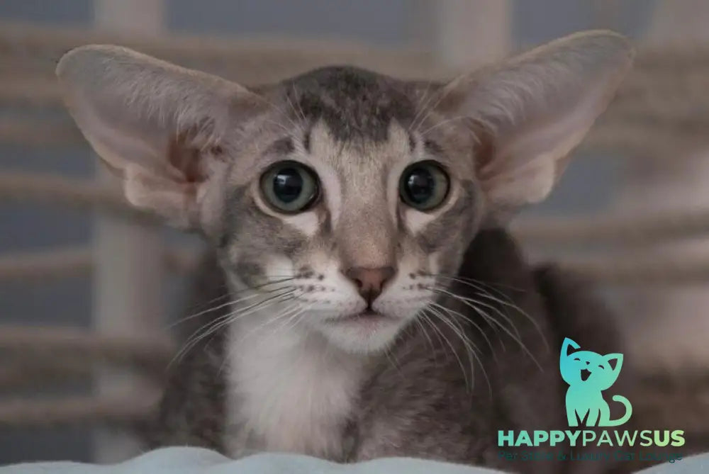 Ronald Oriental Shorthair male blue ticked tabby - live animals