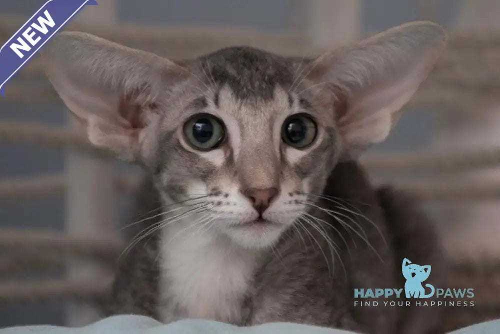 Ronald Oriental Shorthair male blue ticked tabby - live animals
