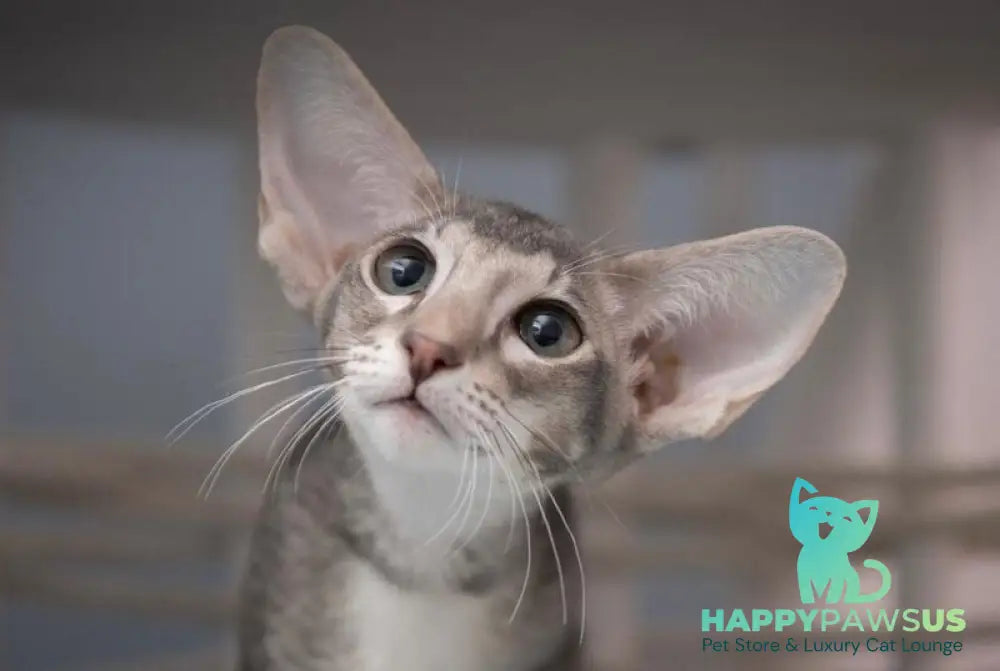 Ronald Oriental Shorthair male blue ticked tabby - live animals
