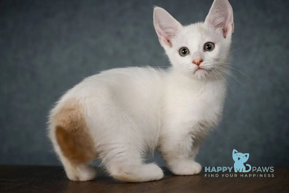 Ronaldini Munchkin male cinnamon van live animals