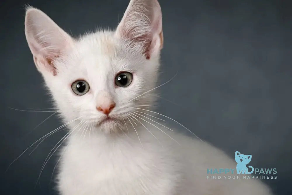 Ronaldini Munchkin male cinnamon van live animals