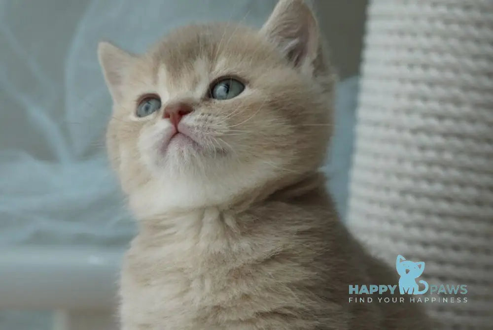 Ronan British Shorthair male chocolate ticked tabby live animals