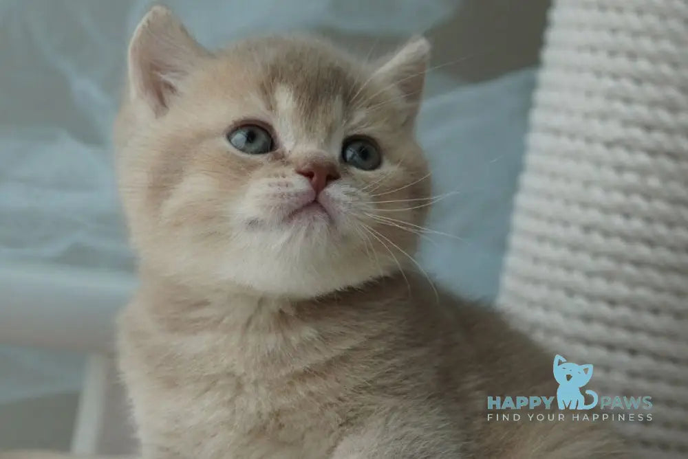 Ronan British Shorthair male chocolate ticked tabby live animals